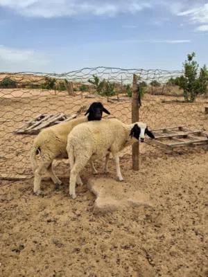اتنين خرفان للبيع