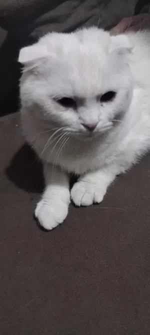 قطه للبيع