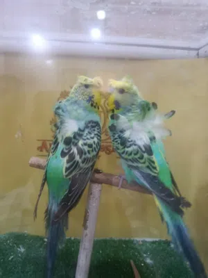 عمر بتاع العصافير