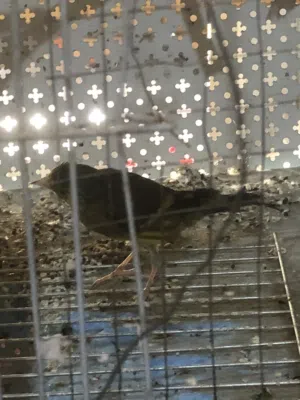 طيرتين بندوق حسون