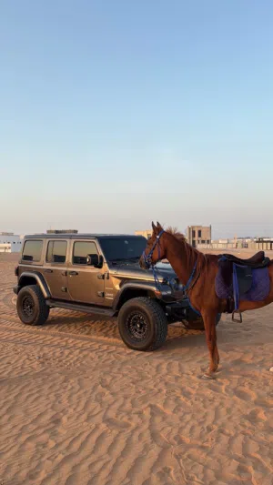 Jeep صحارى 2022 خليجي
