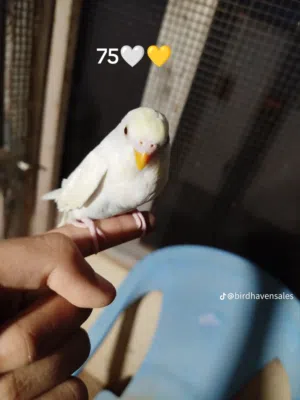 دكوره بقلينو مروضات