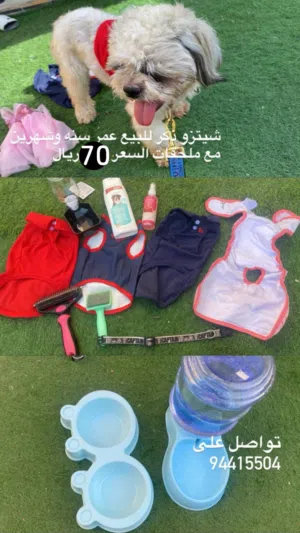 كلاب شتزو سعر حلو مع كل ملاحقات