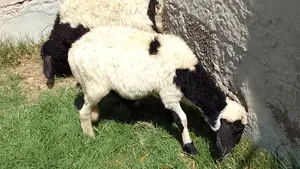 Sheep2