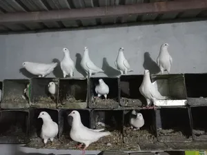 Pigeons3