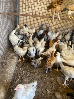 دجاج تهجين عماني فرنسي عمر ثلاث شهور تقريبا  دجاج تهجين عماني فرنسي نخب اول أحجام كبيره