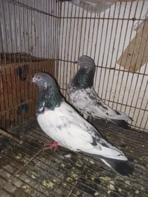 للبيع زوج باكستاني