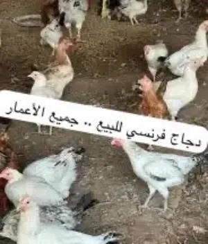 بيع دجاج وبيض و ديك رومي وبط ..