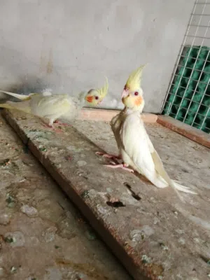 زوج افراخ كوكتيل لاتينو