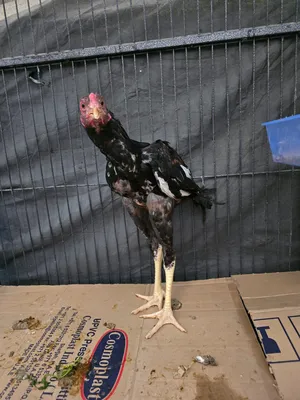 Chickens1