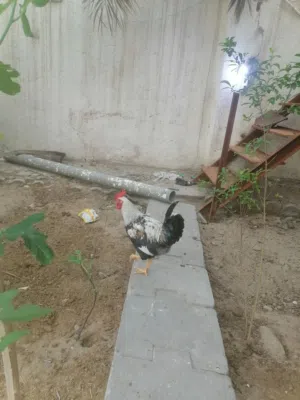 ديوجة ثنين دندراوي ودجاجات ثنين سود