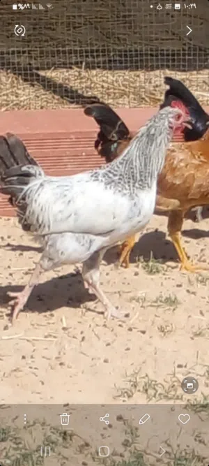 ثلات ديوك للبيع