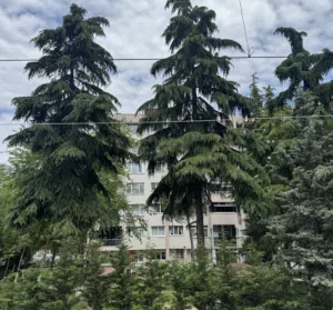 العراقي 