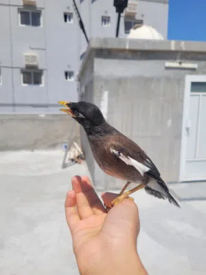 myna bird tamd