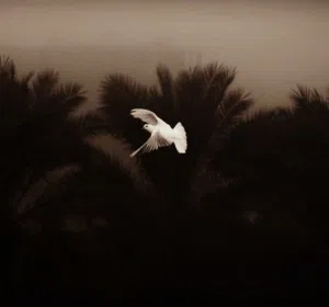 سيد علي 