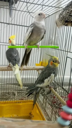 4 ببغاء كوكتيل للبيع