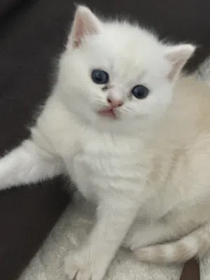 Kittens Cats