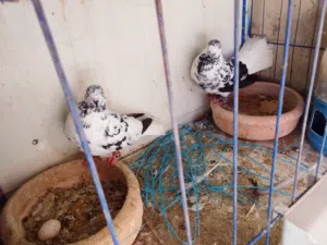 7جواز شغلات ومنتجات صلات انبي نهيتهوم 100 من الاخر طبعن كولو شغال مزهير سود نوريات حمر دم يهوديات زر