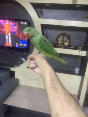 ببغاء كساندرا للبيع
