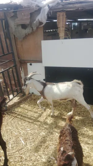 تيس معطوم سمين