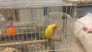 طيور روز للبيع مع ببغاء الدره