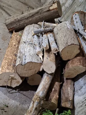 حطب سرو جاف للبيع