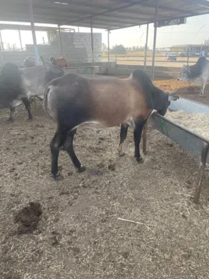 الثيران الاثيوبية لبيع