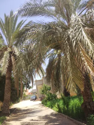 منزل للبيع القوارشه السعر قابل للنقاش المالك طول التواصل واتساب أو السوق المفتوح الموقع شارع الشجر