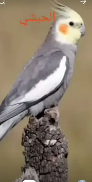 طائر الكوكتيل