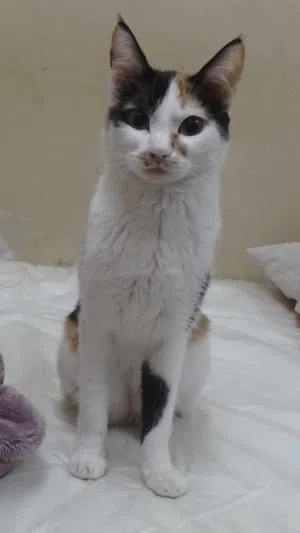 Free Cat for Adoption