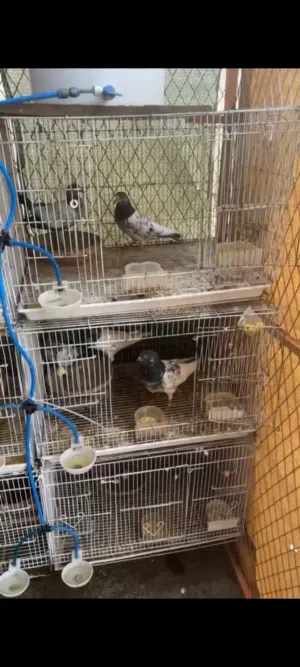 للبيع محاكر ب جمله