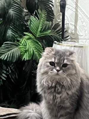 قطه انثى للبيع عمرها تقريبا سنه