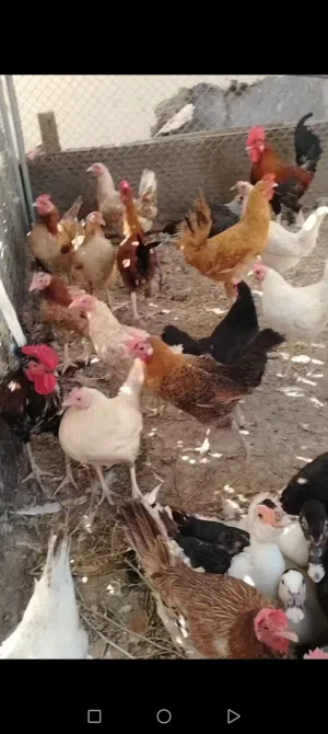 بيع الدجاج العمانيه والفرنسي و الحبشي و بط مصري