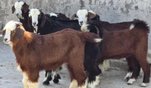 للبيع جدايا من حلال بني سعيد حلال طيب ماشاء الله