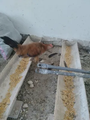 ‏دجاج‏1