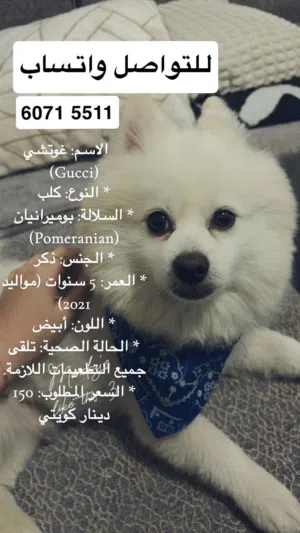 كلب بوميرانيان pomeranian
