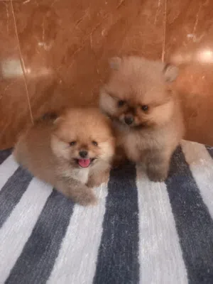 teacup teddy bear pomeranian