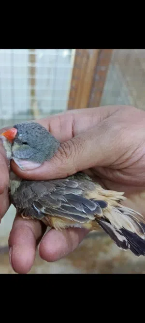 زوج فنجس رجا اقره الوصف قبل لا تراسل