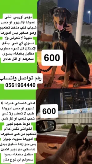 دوبر و هسكي