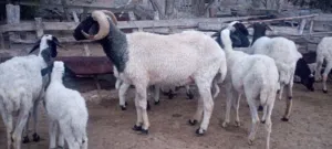 فحل  للبيع ماشاءالله تبارك الرحمن فحل  عز من يكسب