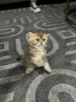 صغير للبيع قط كتن لطيف جدًا، فروه كثيف وناعم ولونه ذهبي مخطط بشكل مميز. عيونه كبيرة وحلوة ووجهه د