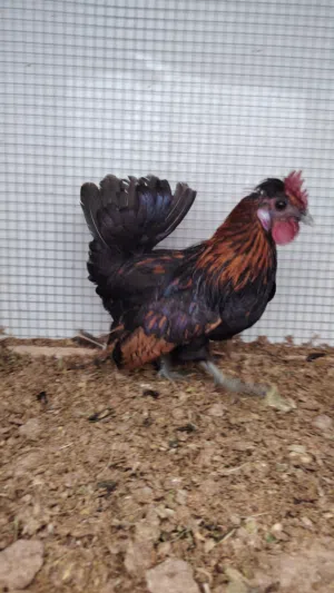 للبيع 4 ديكه حبحب حساوي مستوى رقي الحبه ب10