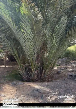 فسائل للبيع