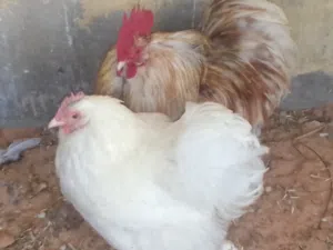 كوبيه استرالي الوان ربي يبارك