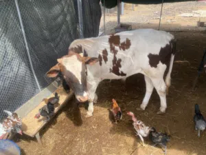 للبيع عجل ظفاري