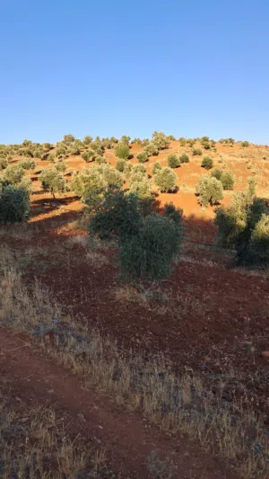 Farm Land for Sale in Jerash Borma
