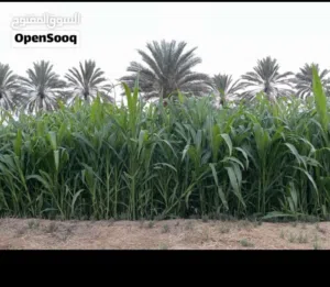 مورومبو صوار للبيع اقرا الوصف