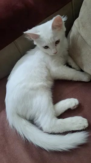 Persian3