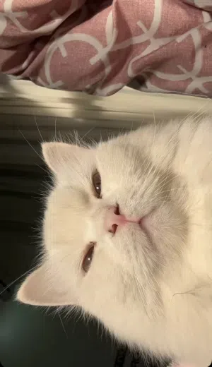 قطه شيرازيه للبيع
