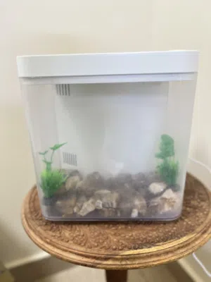 Fish Aquarium without fish